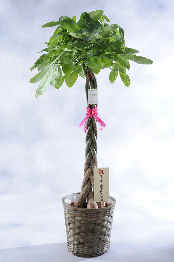 京都での手渡しのみ　パキラ10号　約190cm　現品販売　近畿はお届けも可能 京都での手渡しのみ パキラ10号 約190cm 現品販売 近畿はお届け